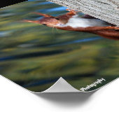 Eekhoorn in Boom Poster (Hoek)