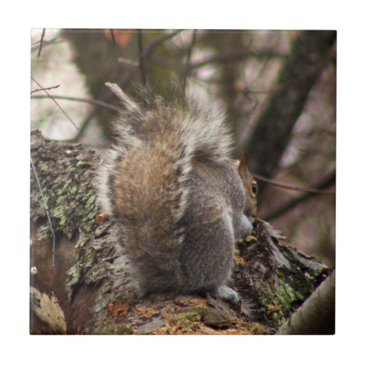 Eekhoorn in boomfoto tegeltje (Voorkant)