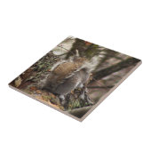 Eekhoorn in boomfoto tegeltje (Zijkant)