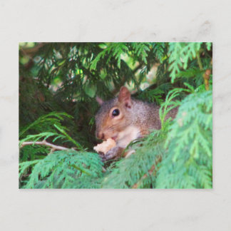 Eekhoorn in de boom briefkaart