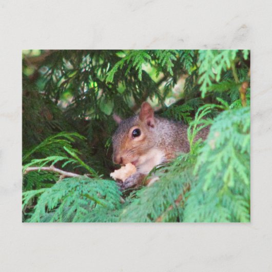 Eekhoorn in de boom briefkaart (Voorkant)
