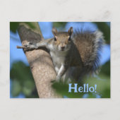 Eekhoorn in de boom die je Schattige fotografeert Briefkaart (Voorkant)