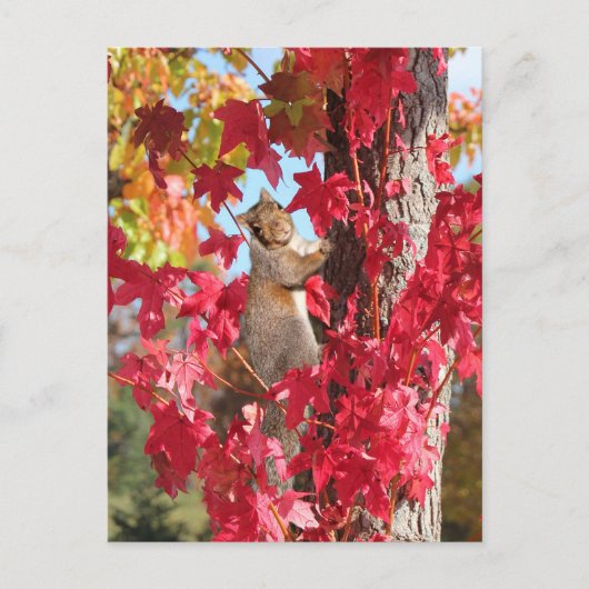 Eekhoorn in de rode herfstboom briefkaart (Voorkant)