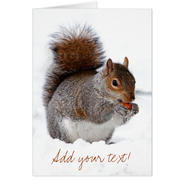 Eekhoorn in de sneeuw (Voorkant)