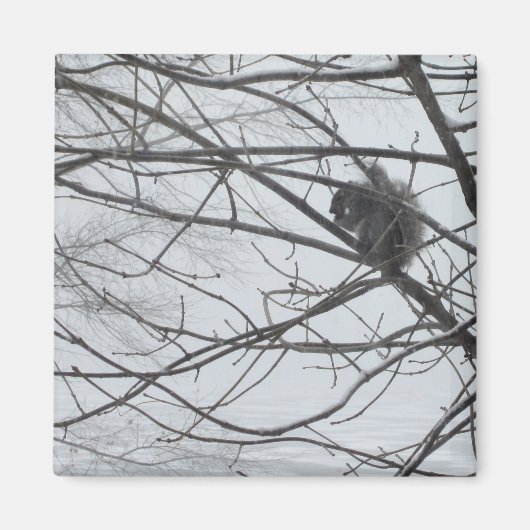 Eekhoorn in de sneeuwmagneet magneet (Voorkant)