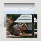 Eekhoorn in de Vogelfeeder Briefkaart (Voorkant / Achterkant)