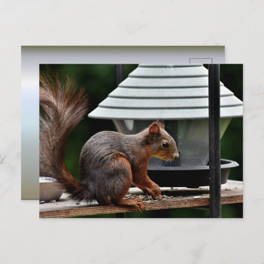 Eekhoorn in de Vogelfeeder Briefkaart (Voorkant / Achterkant)