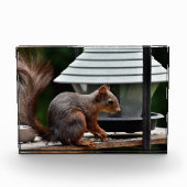 Eekhoorn in de Vogelfeeder Fotoblokken (Voorkant)