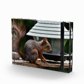 Eekhoorn in de Vogelfeeder Fotoblokken (Rechts)