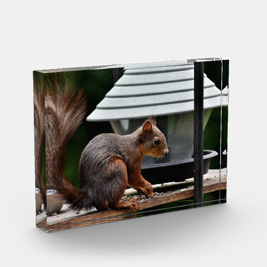 Eekhoorn in de Vogelfeeder Fotoblokken (Links)