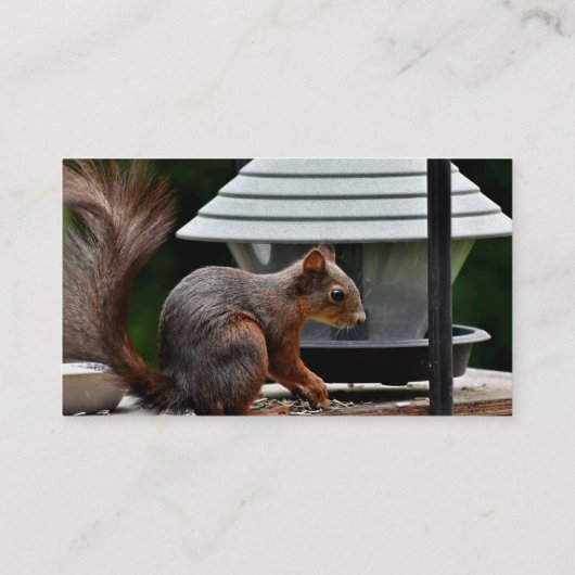 Eekhoorn in de Vogelfeeder Visitekaartje (Achterkant)