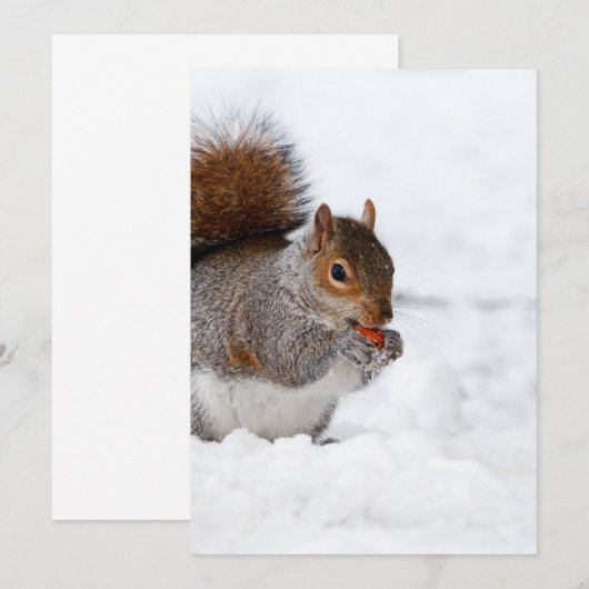 Eekhoorn in de winter (Voorkant / Achterkant)