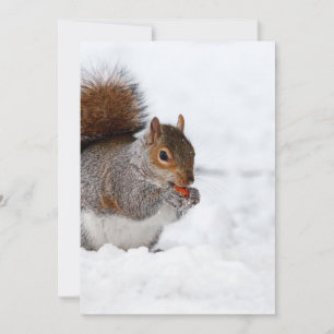 Eekhoorn in de winter