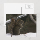 Eekhoorn in de winter briefkaart (Voorkant / Achterkant)
