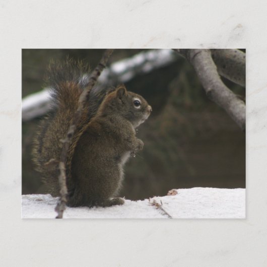 Eekhoorn in de winter briefkaart (Voorkant)