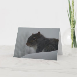 Eekhoorn in de winter kaart