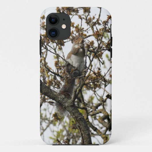 Eekhoorn in een boom Case-Mate iPhone case (Achterkant)