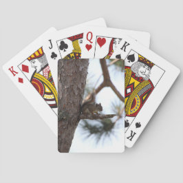 Eekhoorn in een pijnboom die kaart speelt