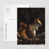 Eekhoorn in een pleister van zonlicht briefkaart (Voorkant / Achterkant)