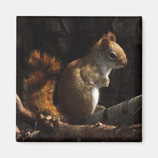 Eekhoorn in een pleister van zonlicht magneet (Voorkant)