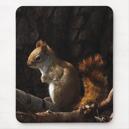 Eekhoorn in een pleister van zonlicht muismat (Voorkant)