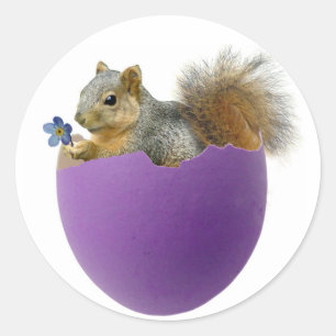 Eekhoorn in Eggshell Sticker