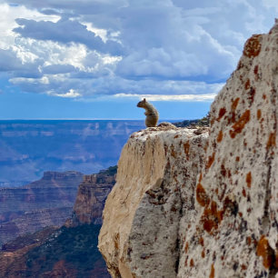 Eekhoorn in Grand Canyon National Park North Rim Foto Afdruk