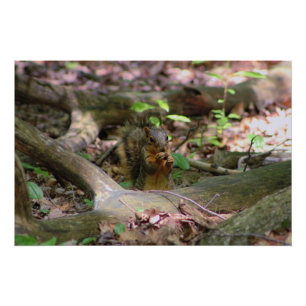 Eekhoorn in het bos perfect poster