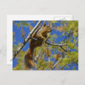 eekhoorn in het Briefkaart (Voorkant / Achterkant)