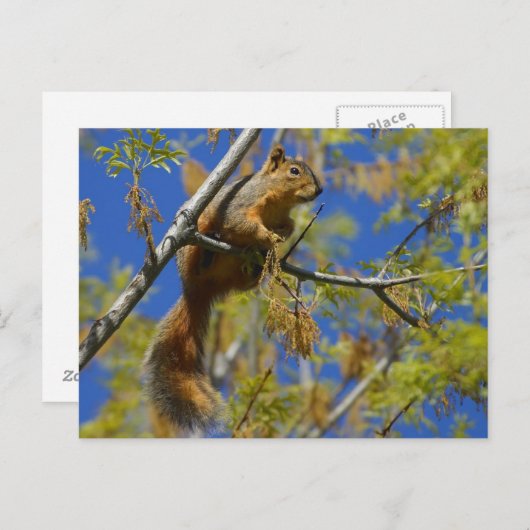 eekhoorn in het Briefkaart (Voorkant / Achterkant)