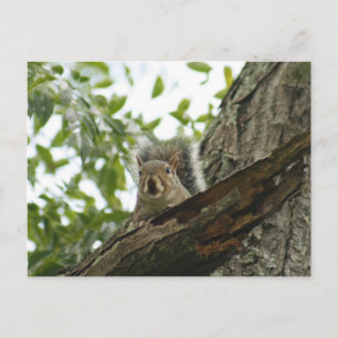 Eekhoorn in het Briefkaart van de boom