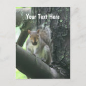 Eekhoorn in het Klantgerichte Briefkaart van de (Voorkant)