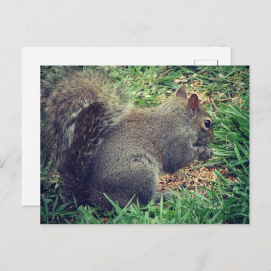 Eekhoorn in het vogelzaad briefkaart (Voorkant / Achterkant)