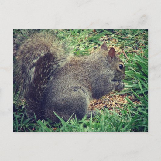 Eekhoorn in het vogelzaad briefkaart (Voorkant)