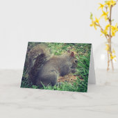 Eekhoorn in het vogelzaad kaart (Gele Bloem)