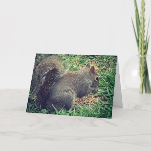 Eekhoorn in het vogelzaad kaart (Voorkant)