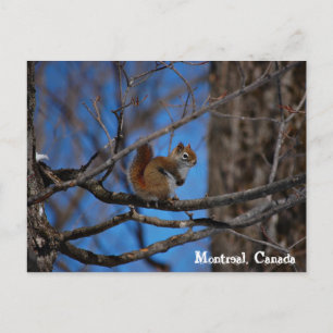 Eekhoorn in Montreal Briefkaart