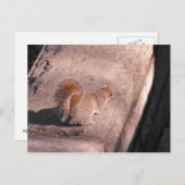 Eekhoorn in NYC Briefkaart (Voorkant / Achterkant)