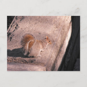 Eekhoorn in NYC Briefkaart