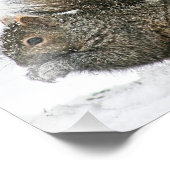 Eekhoorn in sneeuwfotografie Afdrukken Foto Afdruk (Hoek)