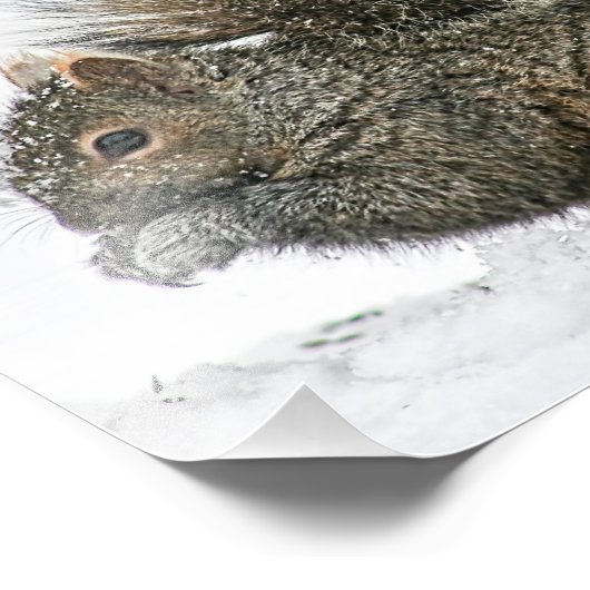 Eekhoorn in sneeuwfotografie Afdrukken Foto Afdruk (Hoek)