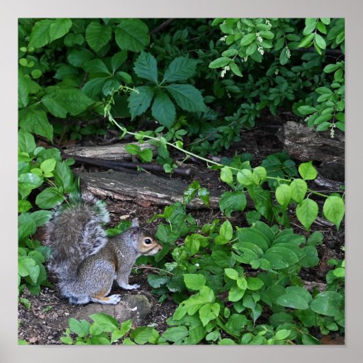 Eekhoorn in Struiken Poster (Voorkant)