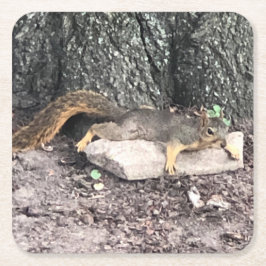 eekhoorn kartonnen onderzetters