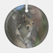 Eekhoorn Kijken Van Een Boom Fotografisch Glas Ornament (Voorkant)