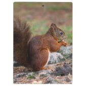 eekhoorn klembord (Achterkant)