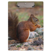 eekhoorn klembord (Voorkant)