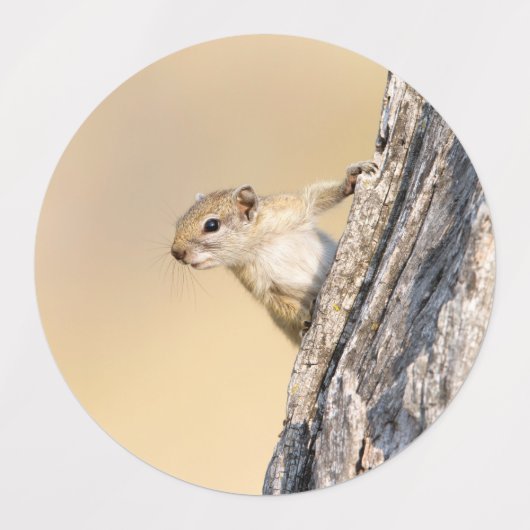 Eekhoorn Labels (Design 2)