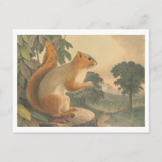 eekhoorn lithografie Briefkaart (Voorkant)
