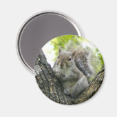 eekhoorn magneet (Voorkant / Achterkant)