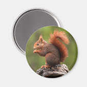 eekhoorn magneet (Voorkant / Achterkant)